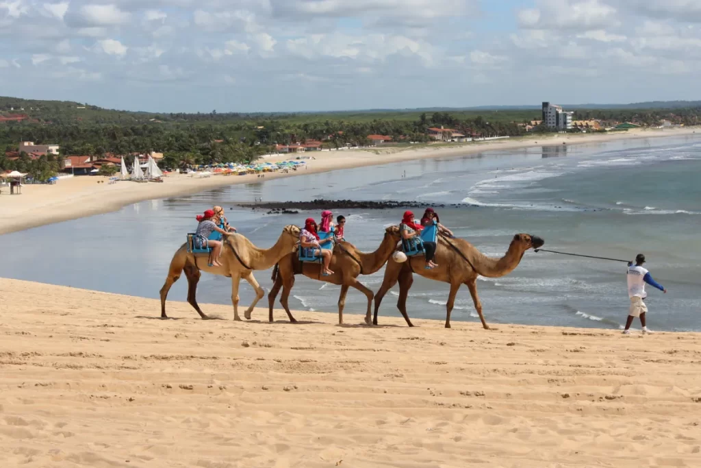 Passeios em Natal - Passeio de Dromedário nas dunas de Genipabu